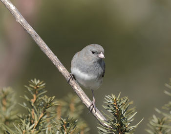 A junco perched on a branch