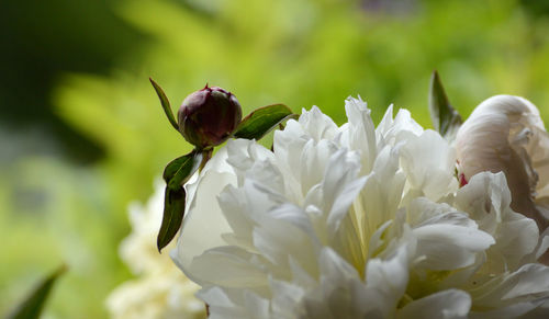 Close-up of white flower