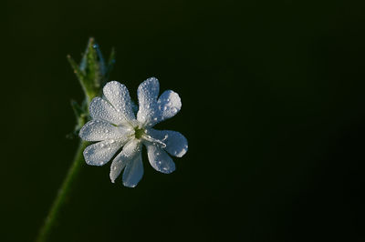Close-up of white flowering plant against black background