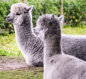 Close-up of sheep