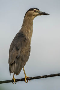 Low angle view of bird perching on railing against sky