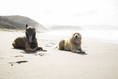 Dogs on beach
