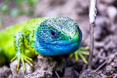 Close-up of lizard on plant