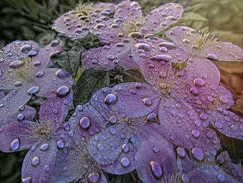 Close-up of wet purple flowers in rain