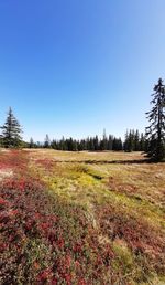 Scenic view of field against clear sky during autumn