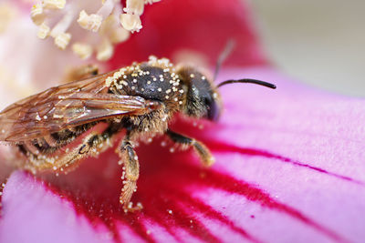 Close-up of insect on pink flower