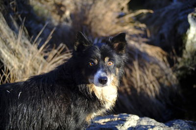 Close-up portrait of dog