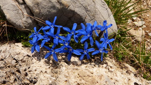 Close-up of blue crocus flowers