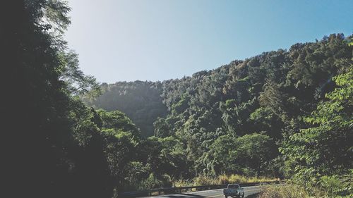 Trees in forest against clear sky