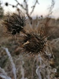 Close-up of dried thistle on field