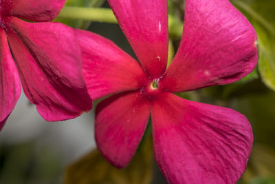 Close-up of pink cosmos blooming outdoors