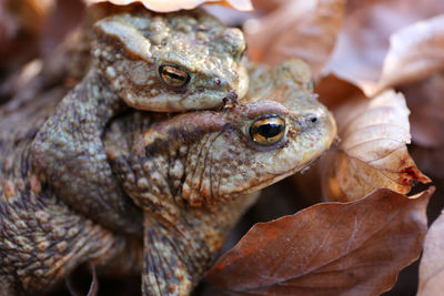 Close-up of frog on dry leaves