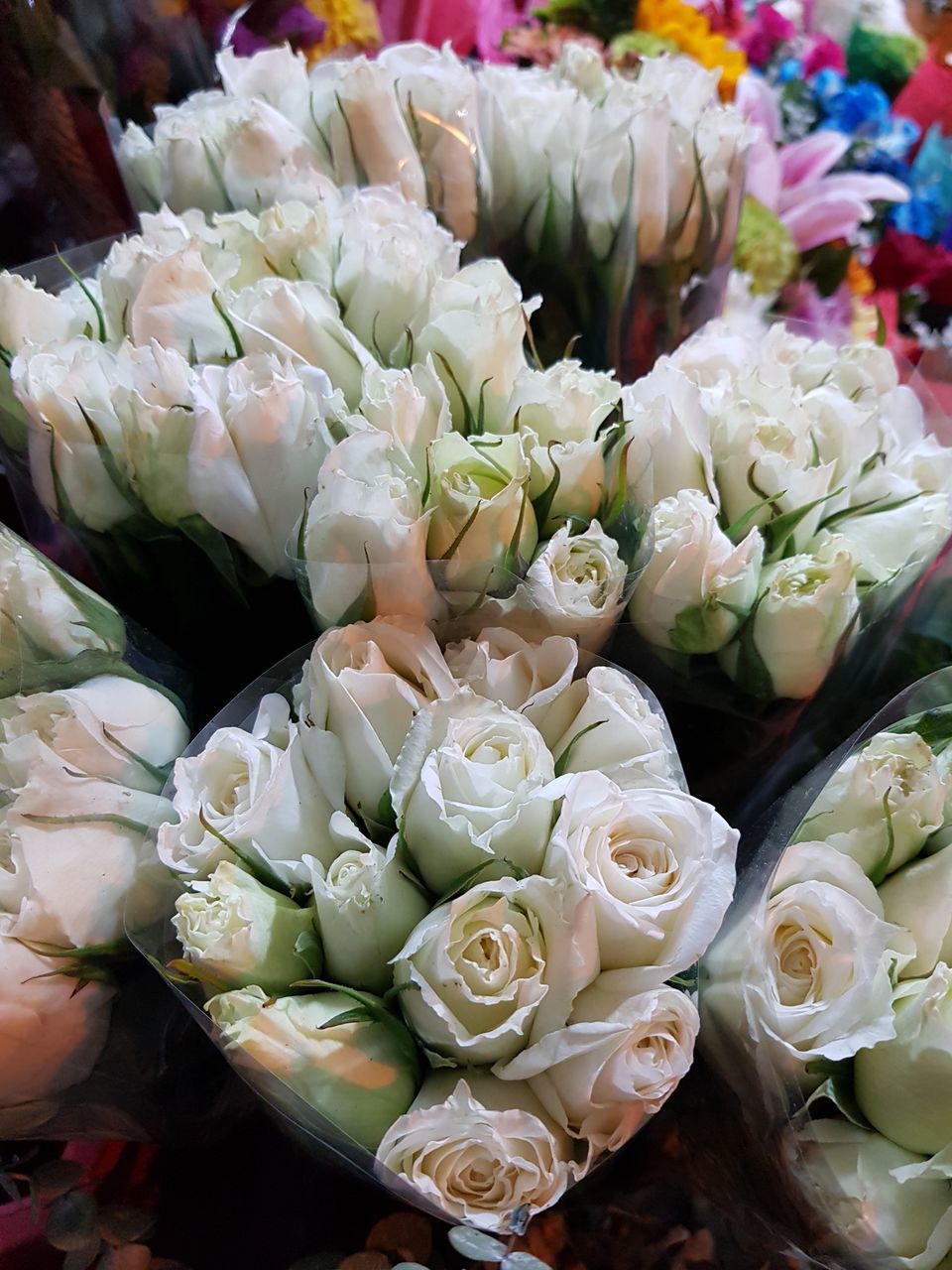 CLOSE-UP OF WHITE ROSES