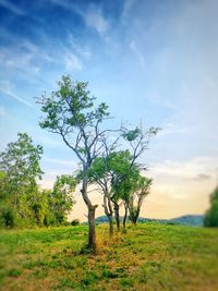 Tree on field against sky