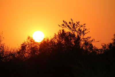 Silhouette trees against orange sky