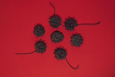 American sweetgum/liquidambar spiny seed pods on red background. minimalistic layout.