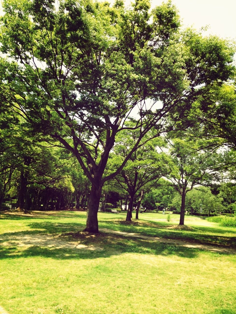 tree, green color, grass, growth, tranquility, nature, tranquil scene, tree trunk, beauty in nature, park - man made space, grassy, lush foliage, branch, green, scenics, field, landscape, park, lawn, day