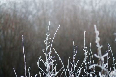 Close-up of plants on snow field against sky