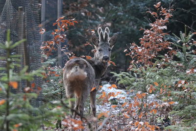 Deer in a forest