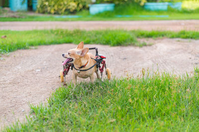 Dog running on field