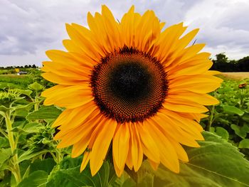 Close-up of sunflower on field