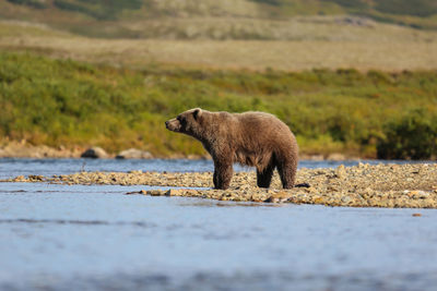 Alaskan brown bear walking along the riverbank, moraine creek, katmai national park, alaska