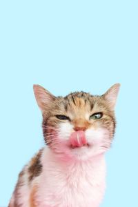 Close-up of a cat against blue background