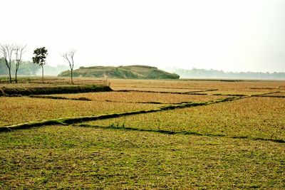 Scenic view of field against clear sky