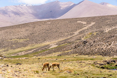 Sheep grazing on mountain