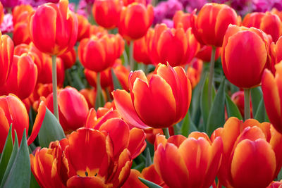 Close-up of red tulips