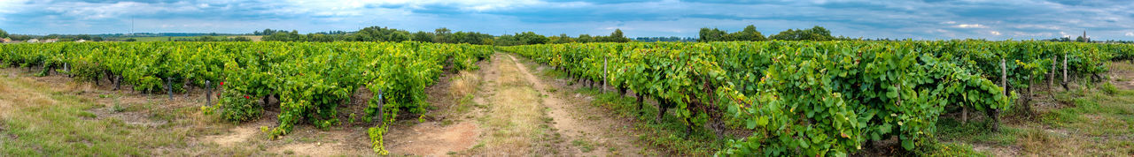 Scenic view of agricultural field against sky