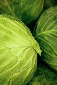 Close-up of green leaves