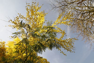 Low angle view of yellow flowering tree against sky