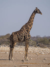 Side view of giraffe standing against clear sky