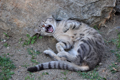 A yawning pet cat