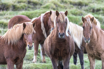 Portrait of horses in a field