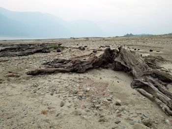 Driftwood on sand at beach against sky