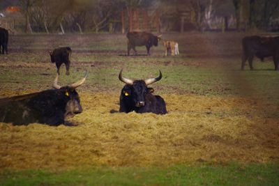 Cows on field