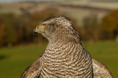 Close-up of a bird