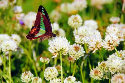 Close-up of butterfly pollinating on flower