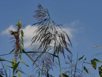 Low angle view of plants against blue sky