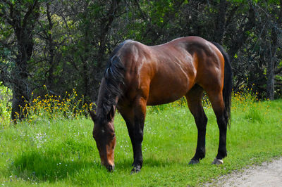 Gorgeous wild horse stallion grazing in green mountain meadow prairie land 