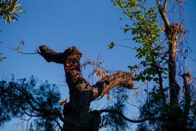 Low angle view of eagle perching on tree against sky