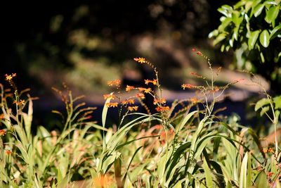 Plants growing outdoors