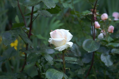 Close-up of white roses blooming outdoors