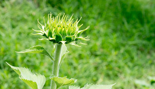 Close-up of flower blooming in field