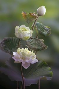 Close-up of flowering plant