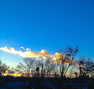 Low angle view of trees against blue sky