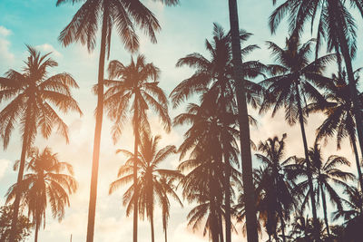 Low angle view of coconut palm trees against sky during sunset