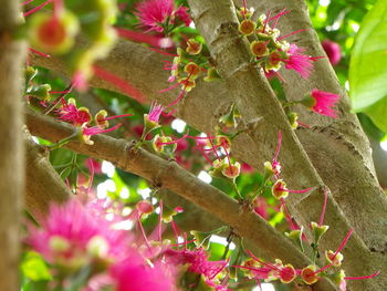 Close-up of pink flowers